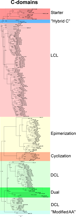 Cdomainstree